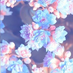 Meet your Posher, Jirenny